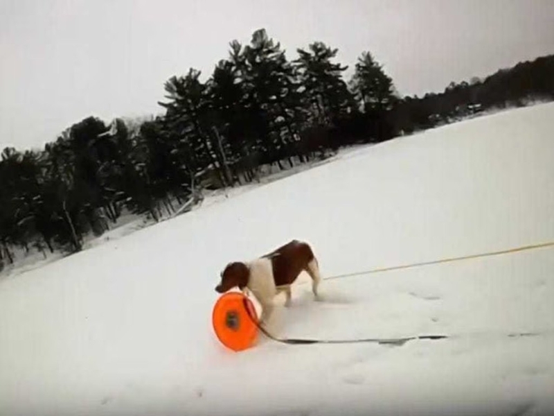 警员利用堕湖男子的爱犬鲁比向他施救。 网上图片