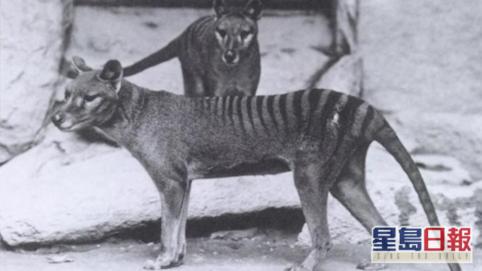 袋狼是澳洲特有物種，已於1930年代滅絕。網上圖片
