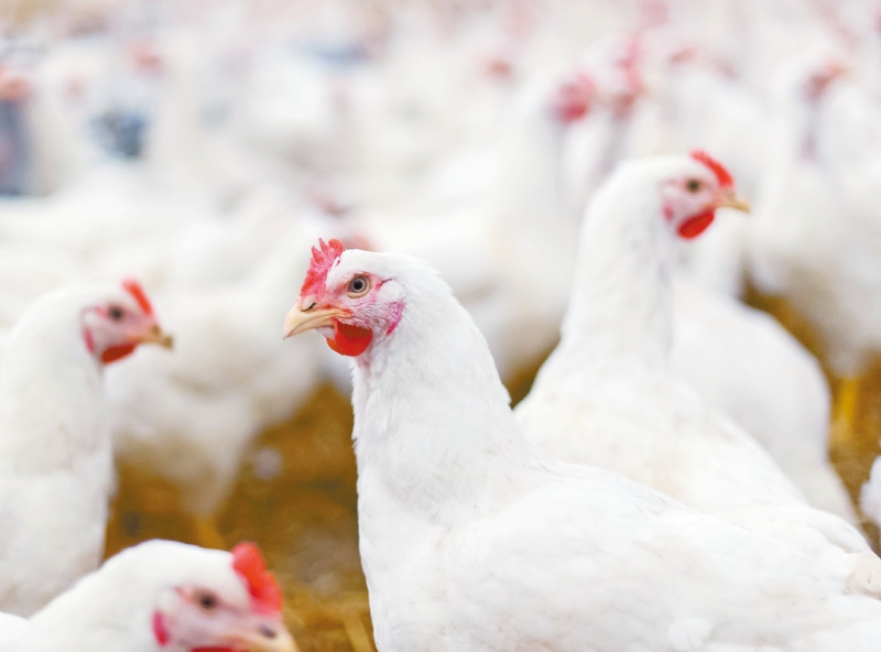 俄亥俄州农业部证实，该州迪法恩斯县一个大型蛋鸡农场爆发禽流感，为免疫情蔓延，农场内多达300万只蛋鸡需要被安乐死。 俄亥俄农业部图片