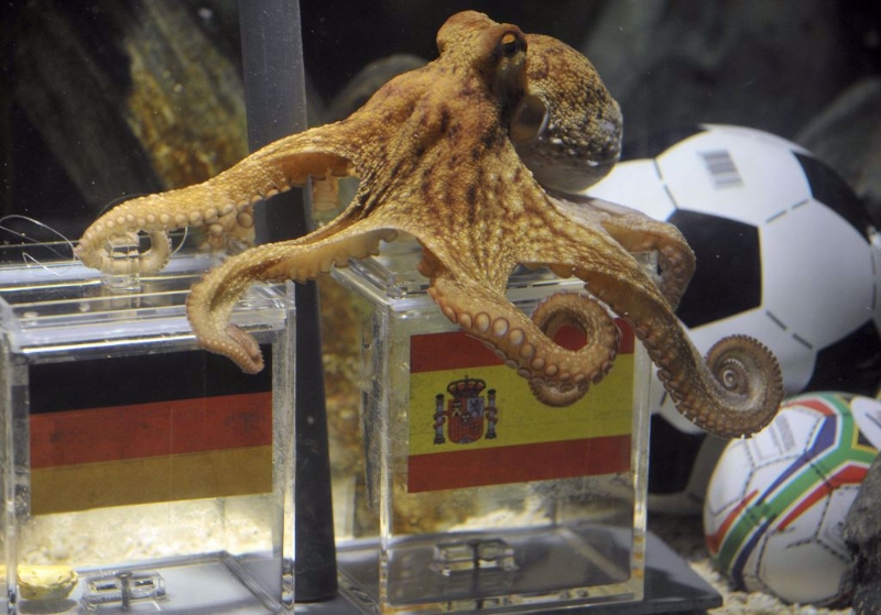 12年前名震足壇的章魚哥保羅。（美聯社資料照）