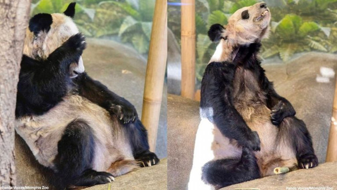 美国动物园宣布归还大熊猫丫丫和乐乐，状态不佳网友心疼- 要闻- 星岛环球网