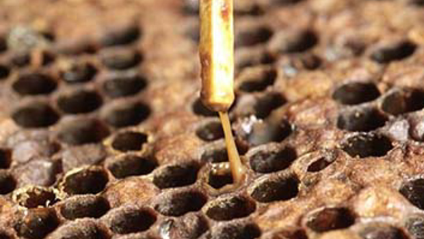 遭感染美洲腐臭病的蜂巢，幼蜂會融化，融成咖啡色的黏液。(圖/西澳洲農業部)