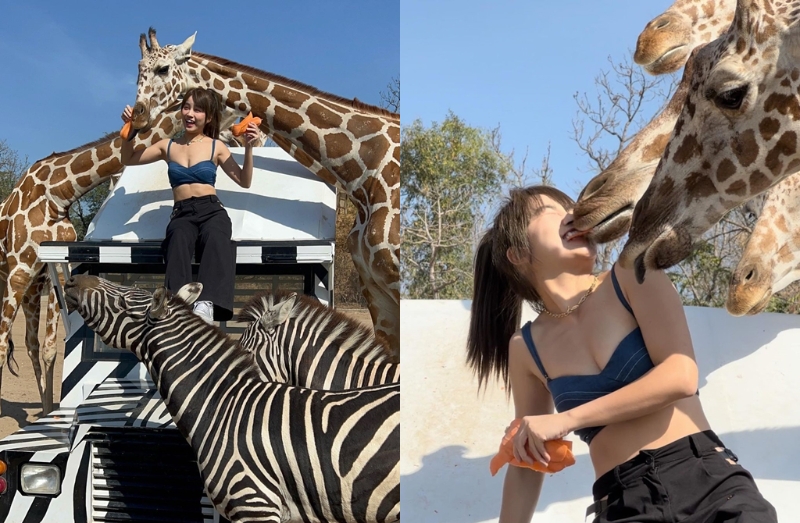 陈伊到动物园遭长颈鹿舌吻。 （图/bobeyiyi Instagram）