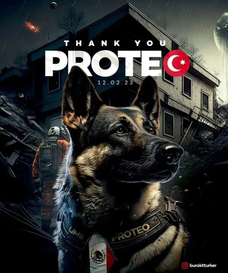 墨西哥搜救犬「Proteo」赴土耳其震灾区救援，不幸传出过世消息，网民特别制作海报表扬追忆。 网图