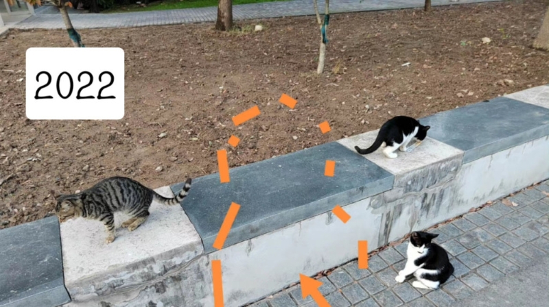 部分猫猫生前的生活照。 微博图