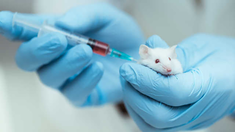 研究团队首先从雄性老鼠身上撷取皮肤细胞，再将其转化为干细胞，以利可转化成诱导性多能干细胞（iPS干细胞）。 网图（示意图）