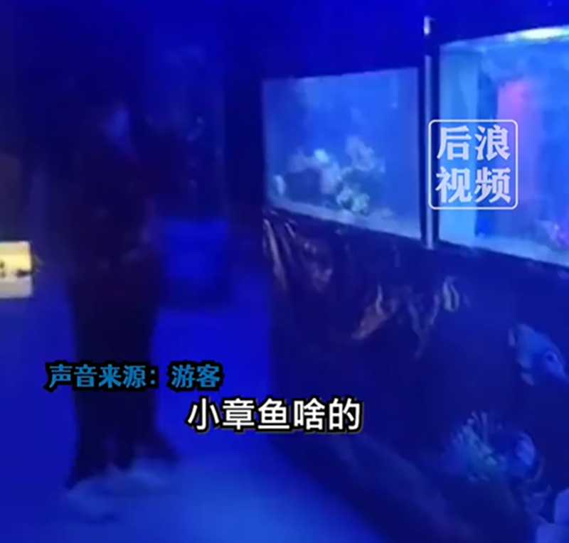 工作人员称只是生物展不算海洋馆。 网片截图