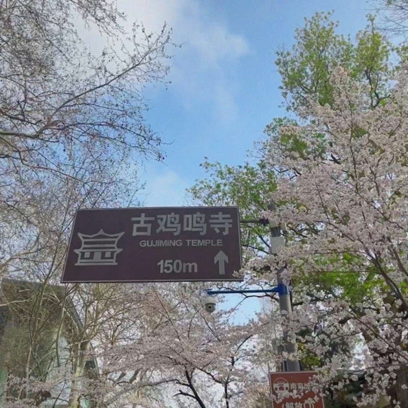 古鸡鸣寺景区周围开满樱花，吸引不少人来打卡。 网图