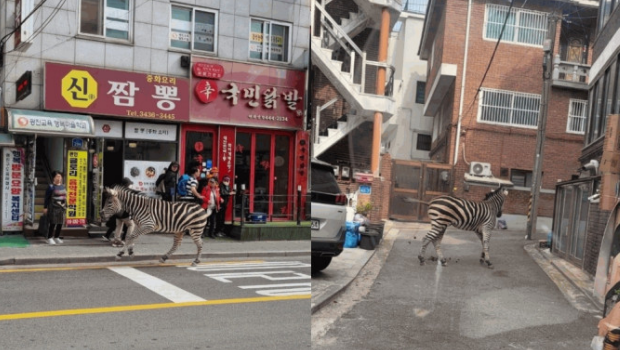 首尔动物园斑马逃脱，穿梭马路街头游历3小时