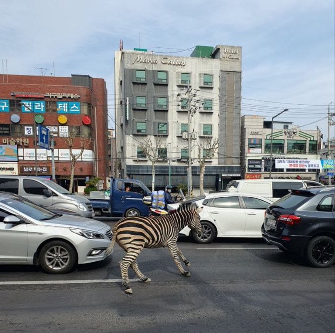 斑马Sero从首尔儿童大公园走失，穿梭马路，险象环生。 Twitter