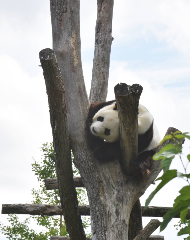 大熊貓「圓仔」在樹上小憩。新華社
