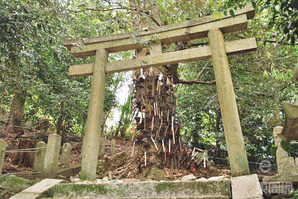 神社内最突出的地方，就是这棵插满镰刀的朴树。