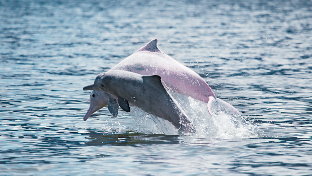 基建工程噪音打扰“原居民”，研究员为白海豚保护宁静海