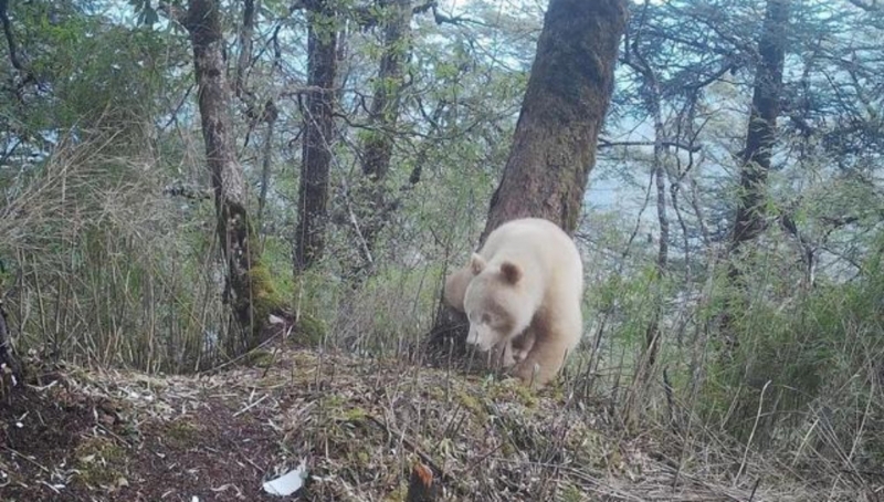 目前并未发现这只白色大熊猫有明显健康问题。 中新社
