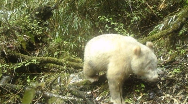2019年首次摄录的白色大熊猫侧影。