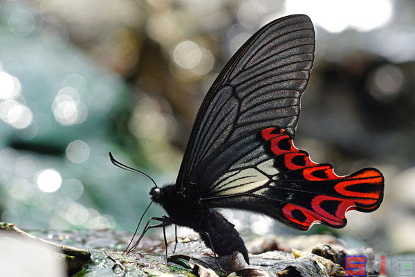 “中华宽尾凤蝶”的成虫。