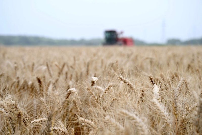 河南连日阴雨致小麦发芽，省财政紧急下拨2亿元用于小麦烘干