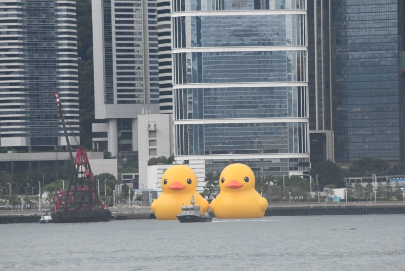 两只完成充气的巨型黄鸭精神饱满、气定神闲亮相维港。 李家杰摄