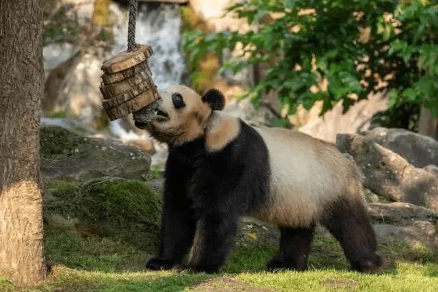 因疫情原因未能按期回国的旅法大熊猫“圆梦”，已经启程返回中国。