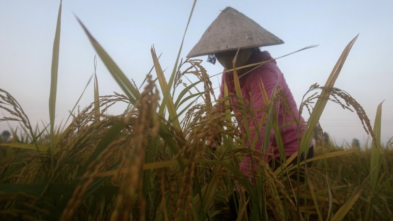越南河内的农民正在收割水稻。路透社