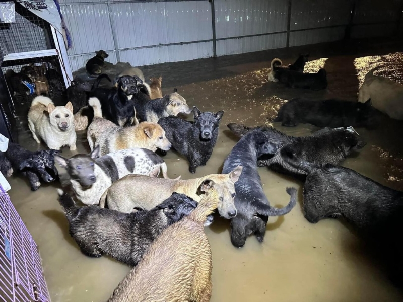 黑雨期间坪輋有狗场被淹没。