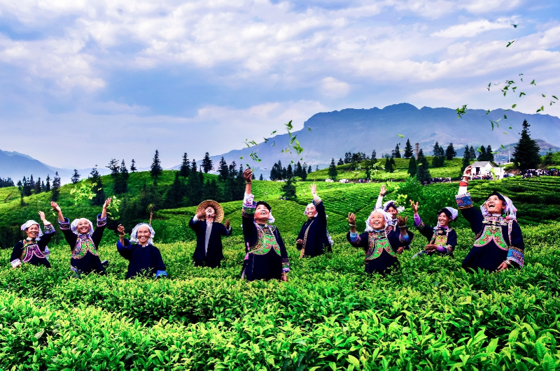 贵州省的春茶开采。