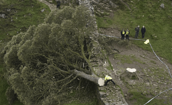​英国著名景点“罗宾汉树”被恶意砍下，16岁少年被捕