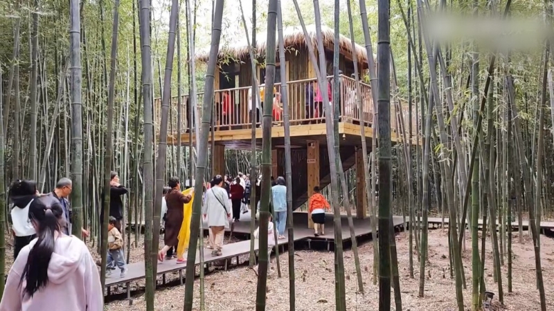 游客在“西张赶村”竹林游玩