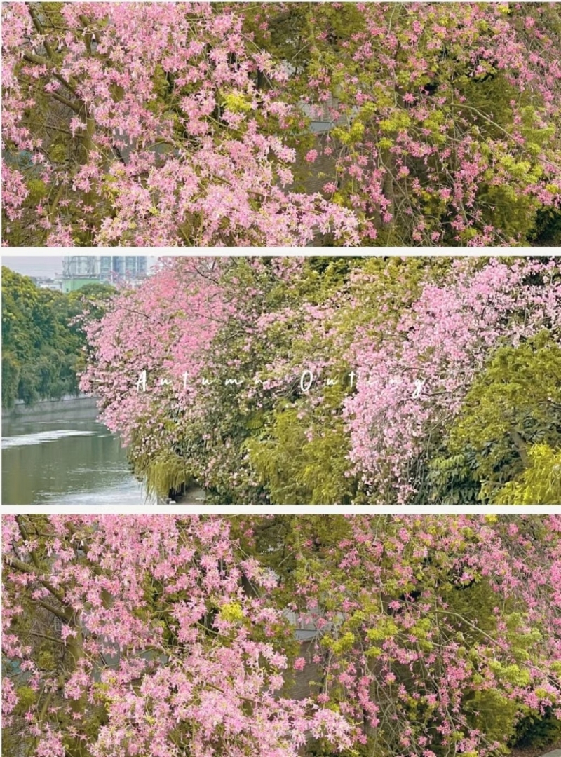 广州10月至11月异木棉盛放，赏秋好去处上步。(图片来源：小红书@黄小檬)