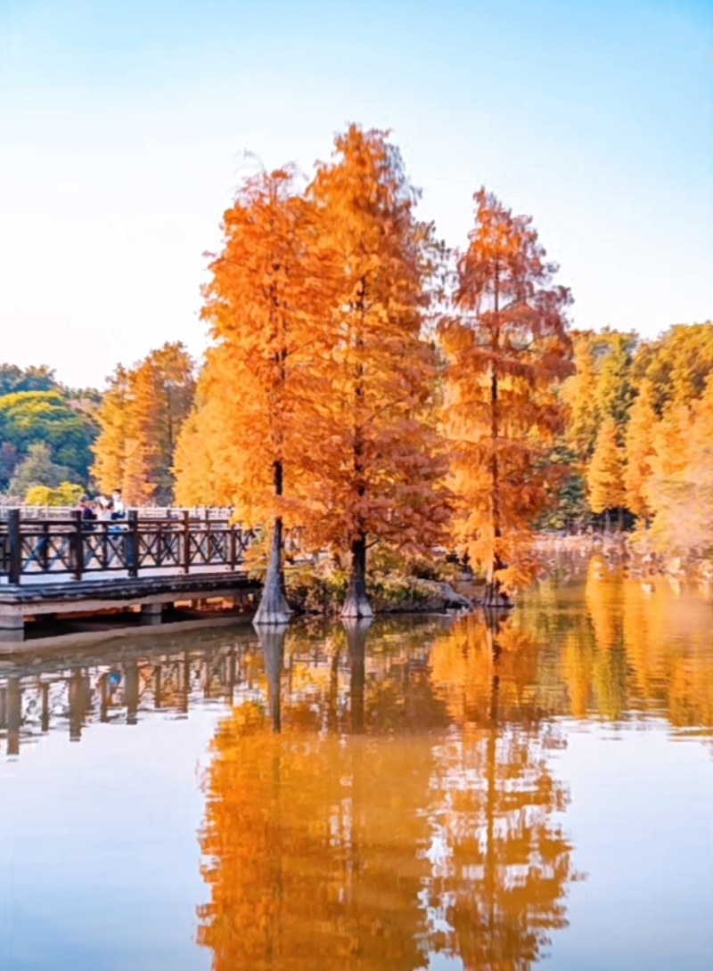广州赏秋好去处海珠湖公园，深秋落羽杉树身飘红，倒映在溪水中，景色优美。(图片来源：小红书@胡杨)