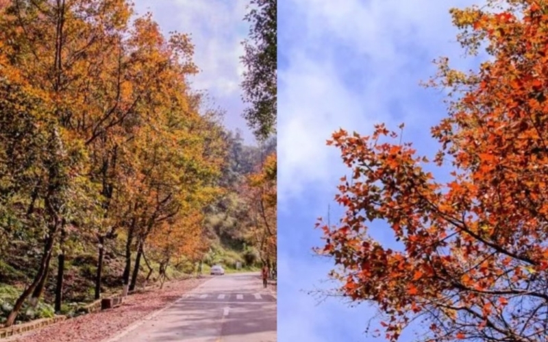 广州赏秋好去处石门国家森林公园，有3000亩红枫林。