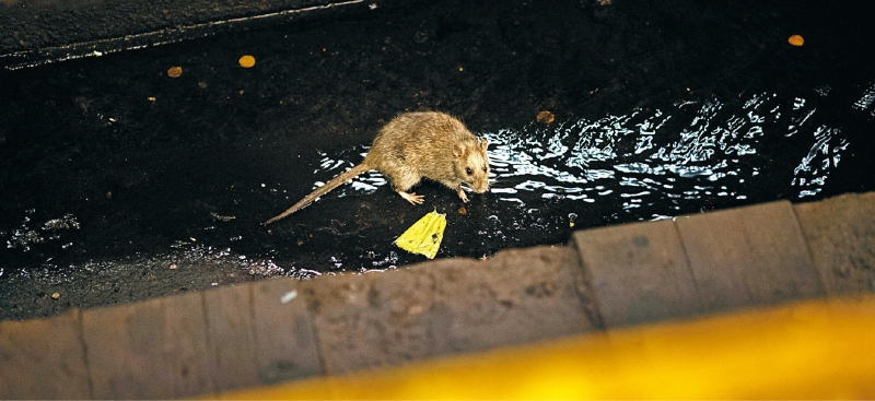 纽约市鼠患问题严重，尤其困扰地铁乘客。 Stephen Speranza纽约时报