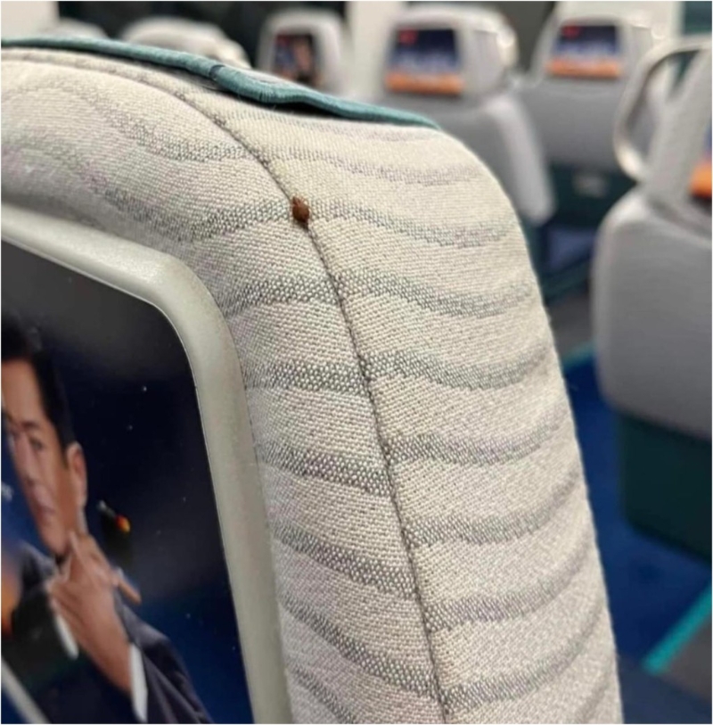 较早前网传一张香港的机铁上疑有床蝨的照片，其后港铁回应指已检查有关列车并已作高温清洁。