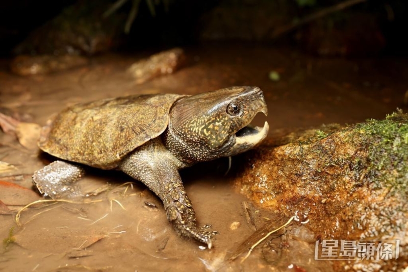 曾有学者追踪本地野生大头龟，发现有龟只遭人捉走贩卖，更声称是人工饲养。