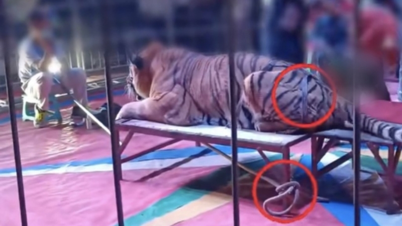 老虎被绑住，但没有麻醉，拍照期间甩尾巴。