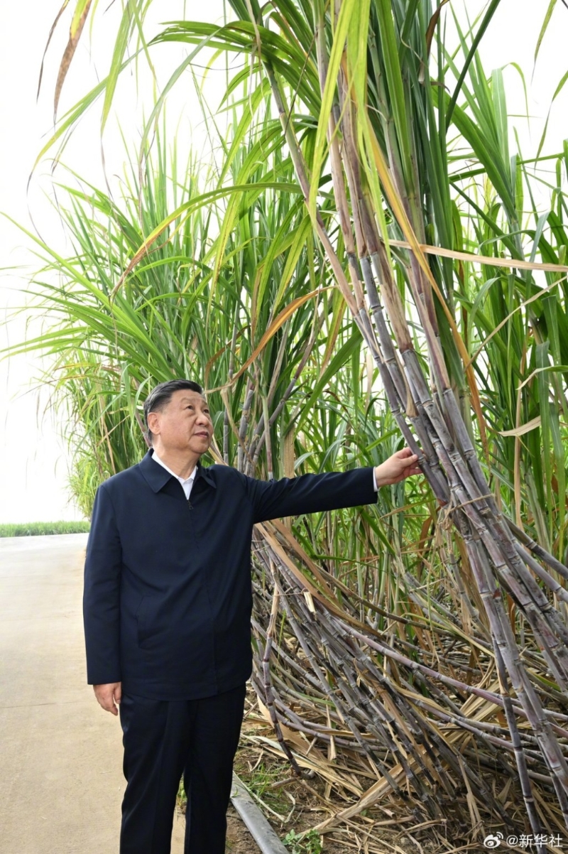 习近平离开来宾市后，其驻足观看过的几棵竹蔗瞬间成为当地村民的新网红“打卡”点。（新华社）