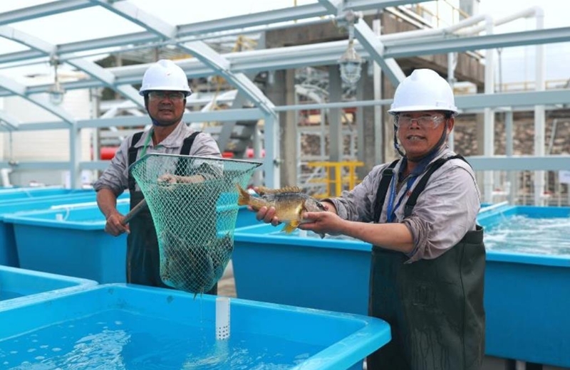 中国首个液化天然气冷能养殖出鱼，华南海域实现冷水养殖