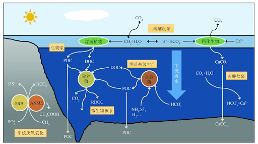 厌氧古菌可以在深海极端环境下存活。