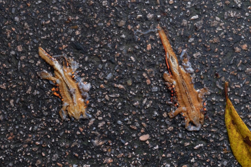 部分香港瘰螈被辗至爆肚而亡。