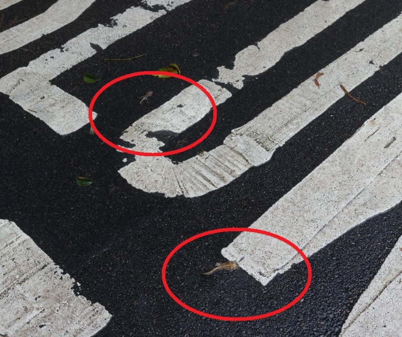 两只香港瘰螈（红圈）陈尸慢驶标记上。