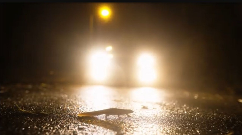 阿城模拟拍摄瘰螈于深夜横过马路的场面。