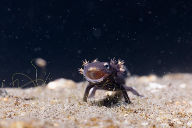 幼体瘰螈，头顶长有星星状柱角，外形可爱。