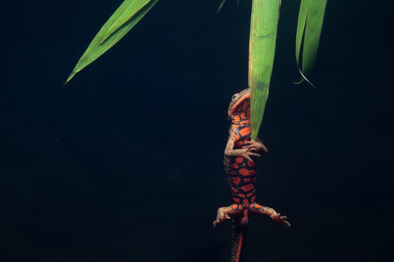 成体瘰螈的腹部长出独一无二的部鲜橙色斑纹