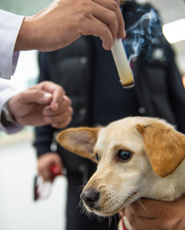 近年宠物中医兴起，有狗只接受艾灸疗法。