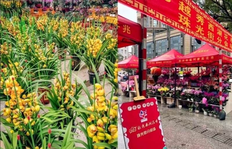 广州春节好去处2024｜11区年宵花市，充满贺年气氛。（图片来源：小红书@达哥遛娃）