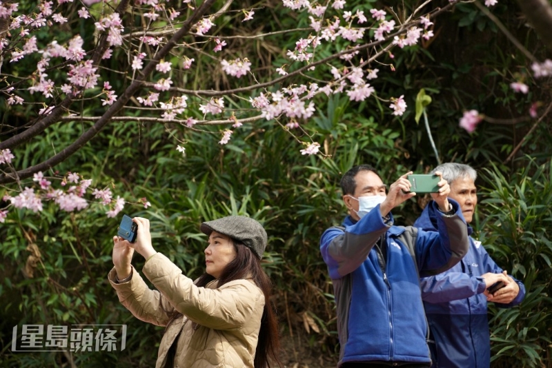 不少市民到樱花园赏樱。