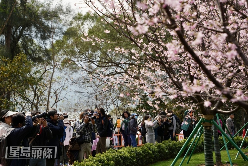 盛开的樱花形成花海，成为“打卡”热点。