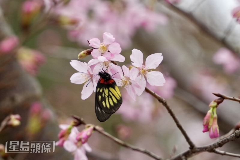 园内三分一樱花树已开花。