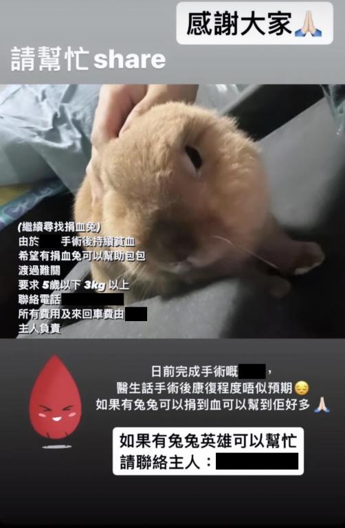 宠物兔“包包”去年因为突发肝扭转而急需做手术，当时主人在网上发文“求血”。