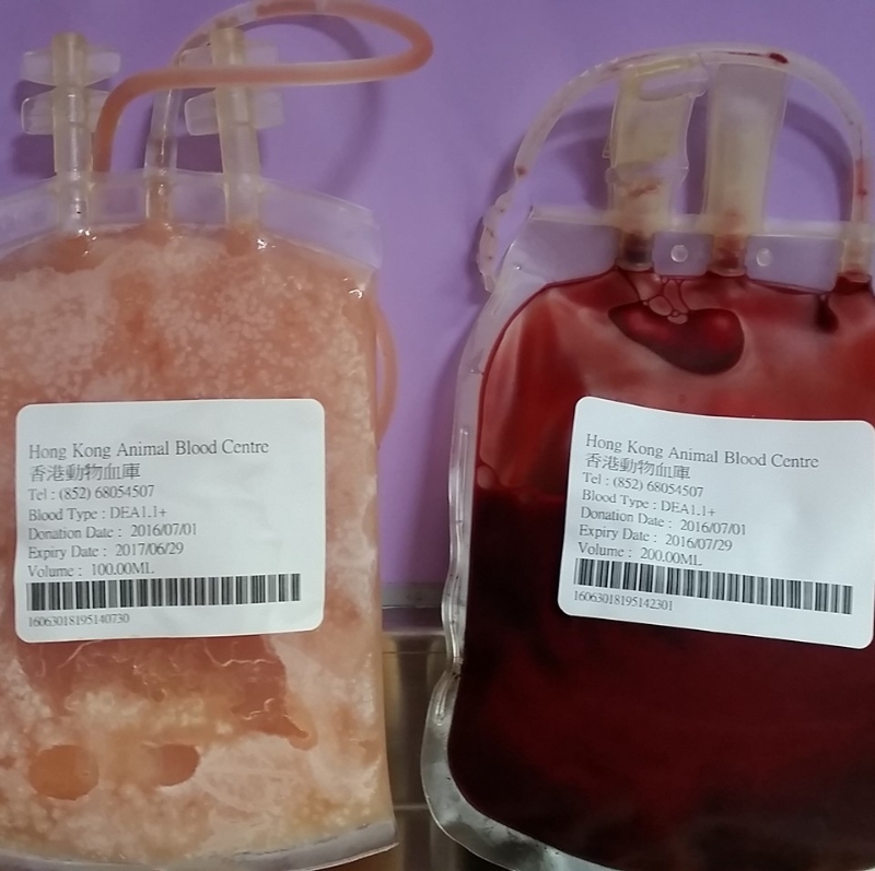 动物捐血后，新鲜全血会经过血液分离机分拆成不同成分，再作冷藏备用。